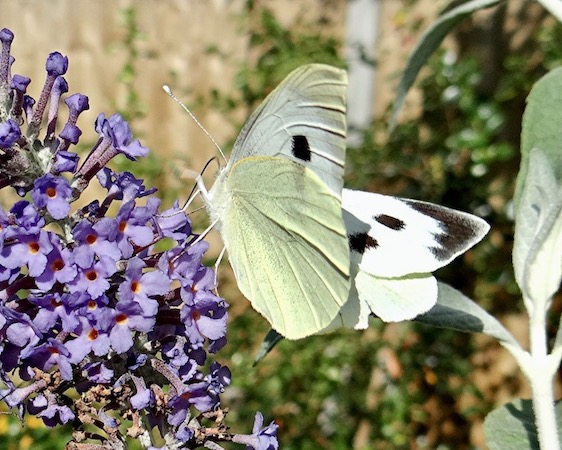 large white